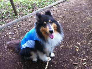 f:id:dog_life_saving:20130804220924j:image