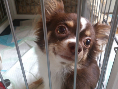 f:id:dog_life_saving:20130823201646j:image