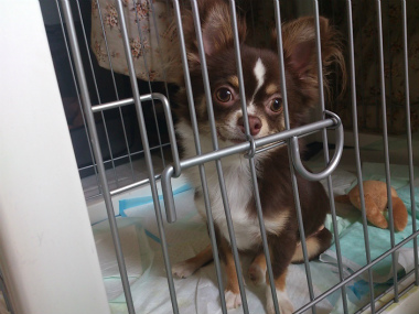 f:id:dog_life_saving:20130823201647j:image