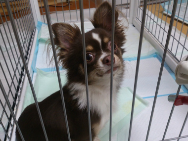 f:id:dog_life_saving:20130823201648j:image