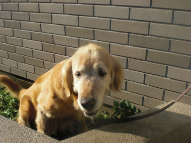 f:id:dog_life_saving:20130823224705j:image