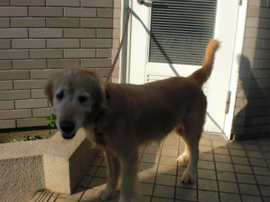 f:id:dog_life_saving:20130823224706j:image