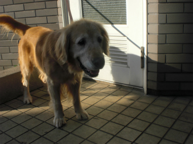 f:id:dog_life_saving:20130823224707j:image