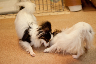 f:id:dog_life_saving:20130827193846j:image