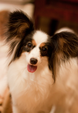 f:id:dog_life_saving:20130827193848j:image