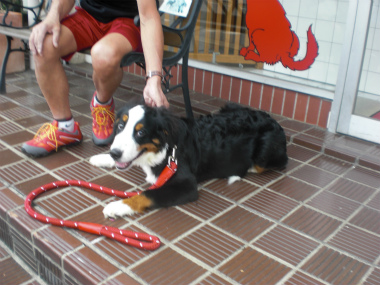 f:id:dog_life_saving:20130827200023j:image