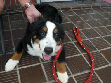 f:id:dog_life_saving:20130827200024j:image