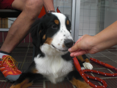 f:id:dog_life_saving:20130827200025j:image