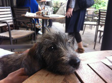 f:id:dog_life_saving:20130831173643j:image