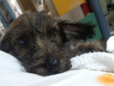 f:id:dog_life_saving:20130831173645j:image