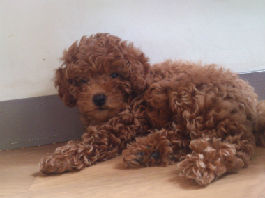 f:id:dog_life_saving:20130831174744j:image