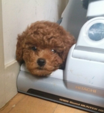 f:id:dog_life_saving:20130831174747j:image