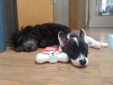 f:id:dog_life_saving:20130831175927j:image