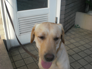 f:id:dog_life_saving:20130901200358j:image