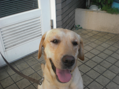 f:id:dog_life_saving:20130901200359j:image