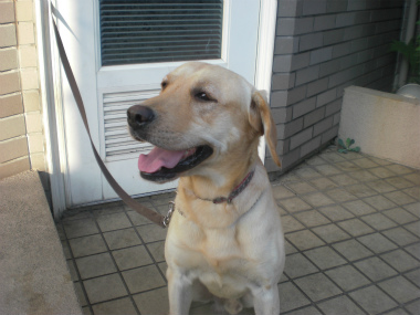 f:id:dog_life_saving:20130901200401j:image