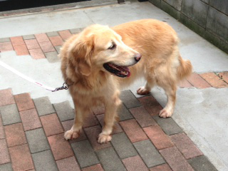 f:id:dog_life_saving:20130916215606j:image