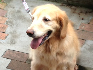 f:id:dog_life_saving:20130916215607j:image