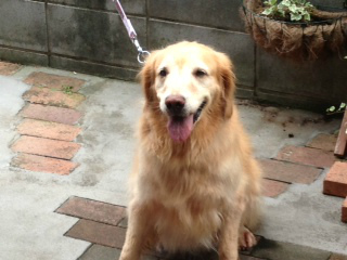 f:id:dog_life_saving:20130916215608j:image