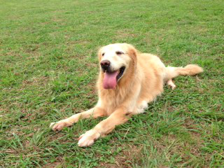 f:id:dog_life_saving:20130916215609j:image