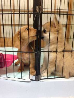 f:id:dog_life_saving:20131007204206j:image