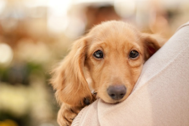 f:id:dog_life_saving:20131007204207j:image