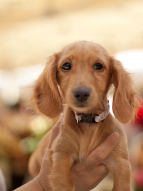 f:id:dog_life_saving:20131007204208j:image