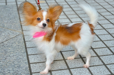 f:id:dog_life_saving:20131007205343j:image