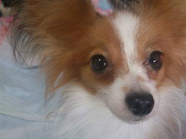 f:id:dog_life_saving:20131007205344j:image
