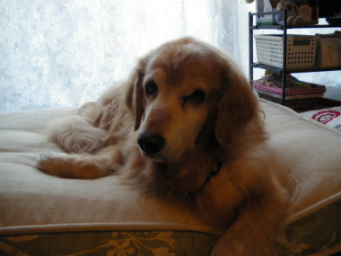 f:id:dog_life_saving:20131012224237j:image