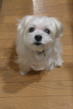 f:id:dog_life_saving:20131027194706j:image