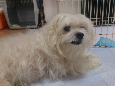 f:id:dog_life_saving:20131027194707j:image