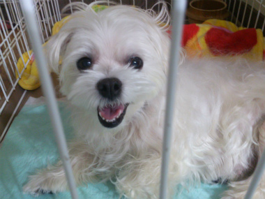 f:id:dog_life_saving:20131027194708j:image