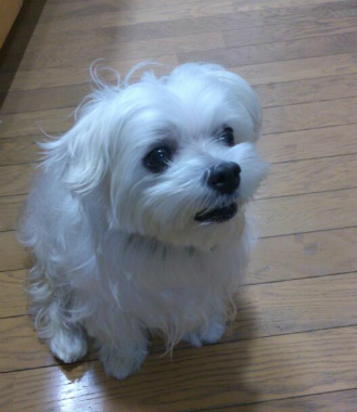 f:id:dog_life_saving:20131027194709j:image