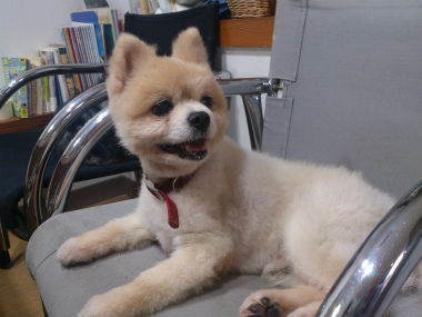 f:id:dog_life_saving:20131027200527j:image