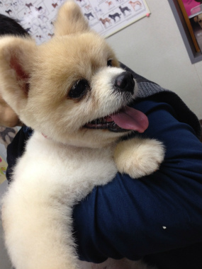 f:id:dog_life_saving:20131027200528j:image