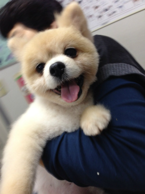 f:id:dog_life_saving:20131027200529j:image