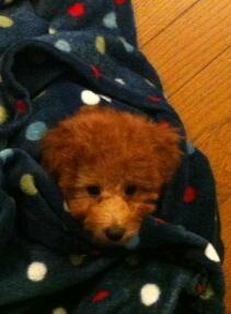 f:id:dog_life_saving:20131027201616j:image