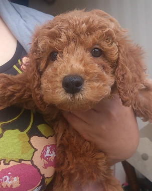 f:id:dog_life_saving:20131208231854j:image