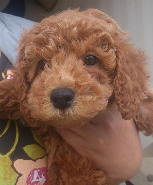f:id:dog_life_saving:20131208231855j:image