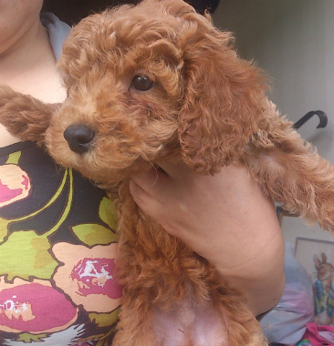 f:id:dog_life_saving:20131208231856j:image
