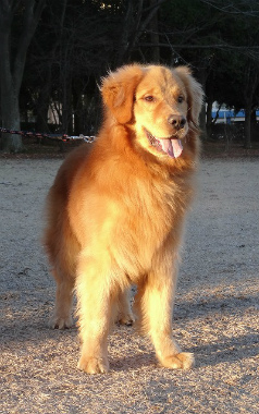 f:id:dog_life_saving:20140106200434j:image