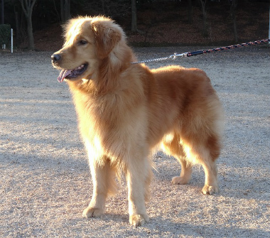 f:id:dog_life_saving:20140106200435j:image