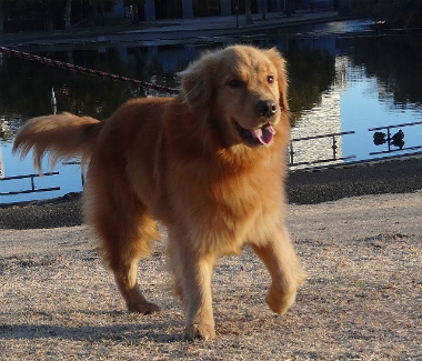 f:id:dog_life_saving:20140106200437j:image