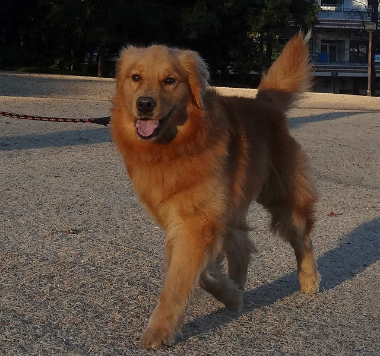 f:id:dog_life_saving:20140106200438j:image