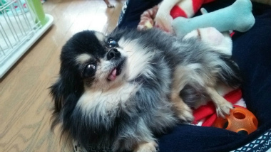 f:id:dog_life_saving:20140125213037j:image