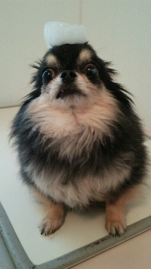 f:id:dog_life_saving:20140125213038j:image