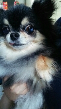 f:id:dog_life_saving:20140125213039j:image