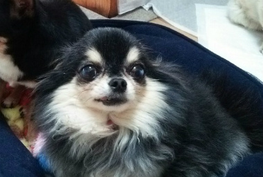 f:id:dog_life_saving:20140125213040j:image