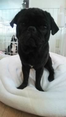 f:id:dog_life_saving:20140216200102j:image